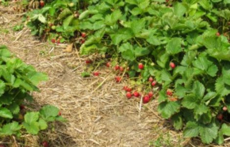 Marea Britanie se teme ca ramane fara capsunarii romani