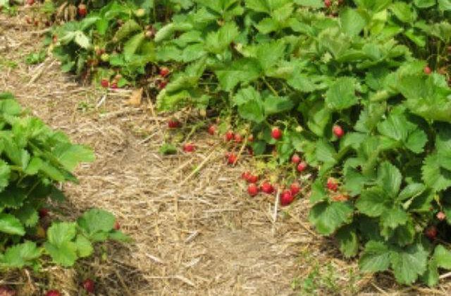 Marea Britanie se teme ca ramane fara capsunarii romani