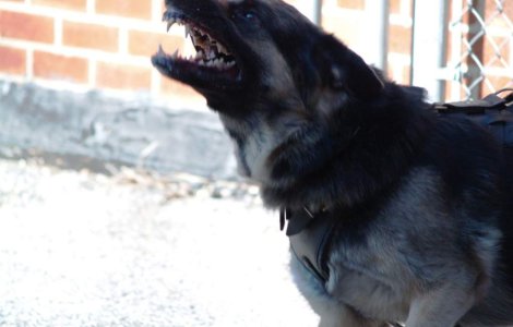 Un spectator de la FOTE a ajuns la spital dupa ce a fost muscat de un caine