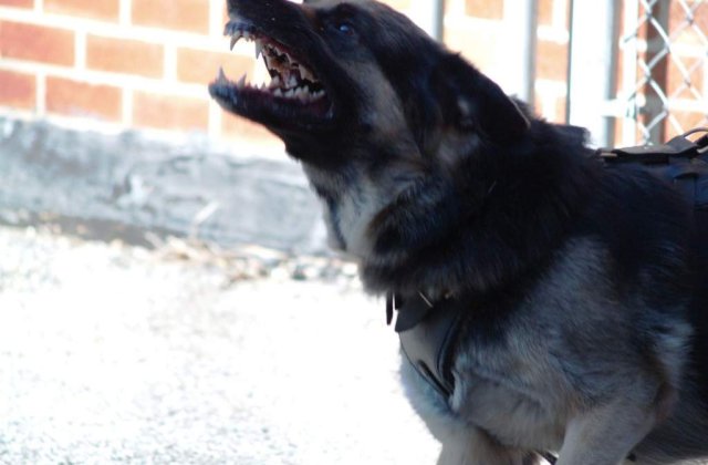 Un spectator de la FOTE a ajuns la spital dupa ce a fost muscat de un caine