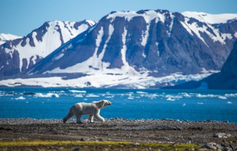Fenomen alarmant la Polul Sud. Temperaturile au crescut de trei ori mai mult