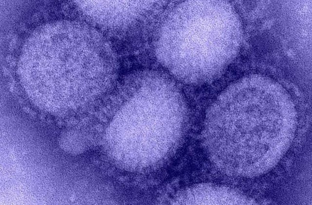 G4 EA H1N1: Un nou tip de gripă porcină cu potențial pandemic, descoperit în China