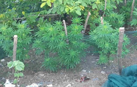 În loc de castraveți și roșii, a cultivat 64 de plante de cananbis în curte