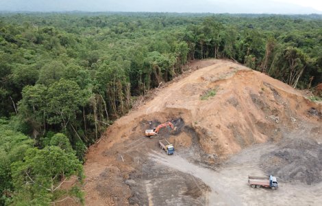 Pădurile din Europa se află în mare pericol!
