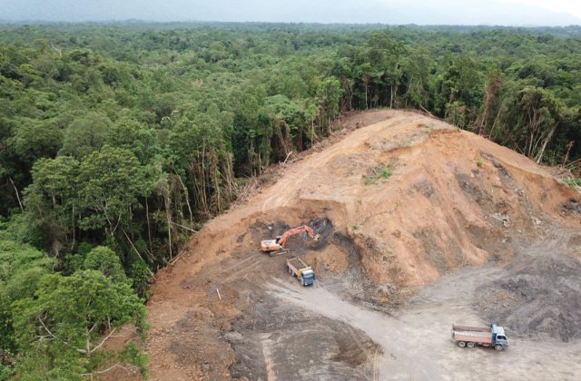 Pădurile din Europa se află în mare pericol! Pierderea de biomasă a crescut cu 69% în ultimii ani