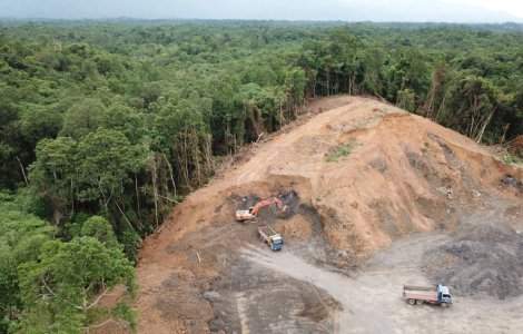 Pădurile din Europa se află în mare pericol! Pierderea de biomasă a crescut cu 69% în ultimii ani