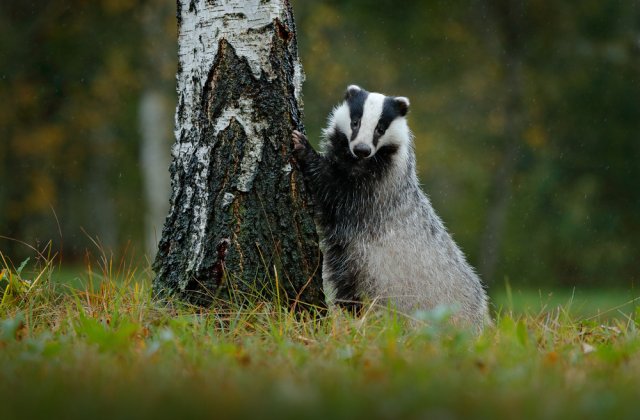 VIDEO Un bursuc a fost filmat în timp ce își căuta hrana într-o pădure din Iași