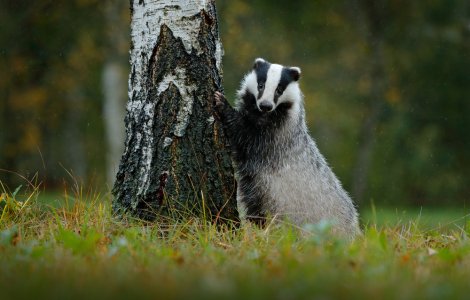 VIDEO Un bursuc a fost filmat în timp ce își căuta hrana într-o pădure din Iași