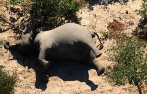FOTO Sute de elefanți au fost găsiți morți în Botswana. Cercetătorii nu au descoperit cauza exactă a deceselor