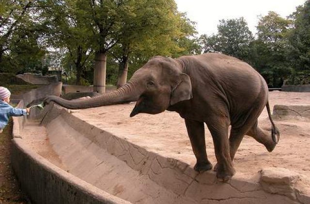 Animale de tabla la Gradina Zoologica din Bucuresti