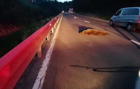 Urs lovit de o mașină pe un drum național din Harghita