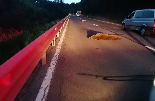 Urs lovit de o mașină pe un drum național din Harghita