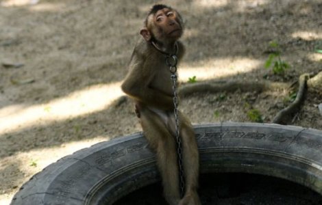 VIDEO Maimuțe ținute în lanțuri și forțate să culeagă mii de nuci de cocos pe zi