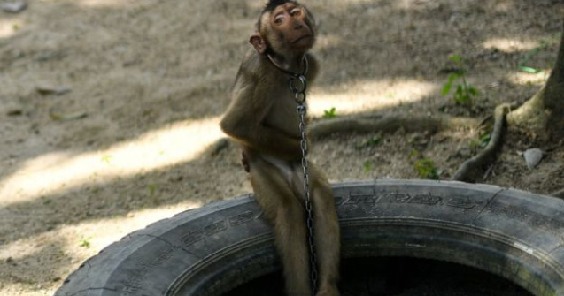 VIDEO Maimuțe ținute în lanțuri și forțate să culeagă mii de nuci de cocos pe zi