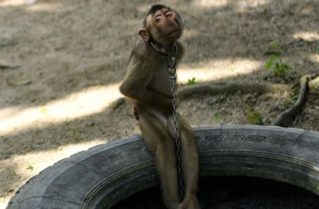 VIDEO Maimuțe legate cu lanțuri și forțate să culeagă nuci de cocos. Magazinele renunță la produsele realizate din chinul animalelor