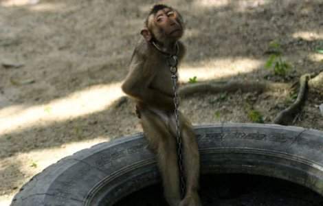 VIDEO Maimuțe ținute în lanțuri și forțate să culeagă mii de nuci de cocos pe zi