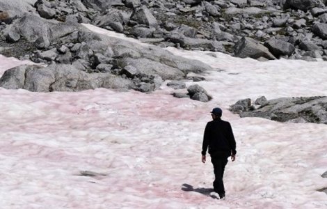 Zăpada roz din Munții Alpi ar putea avea consecințe cumplite