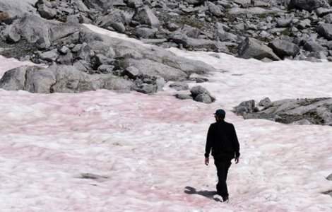 Zăpada roz din Munții Alpi ar putea avea consecințe cumplite