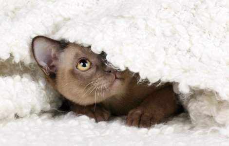 O pisică a adormit în mașina de spălat, dar a supraviețuit miraculos