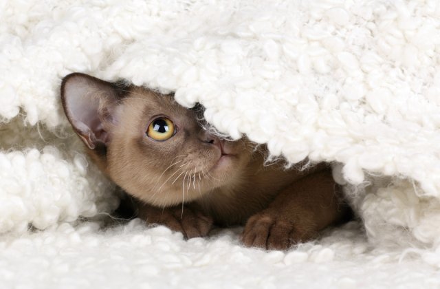 O pisică a adormit în mașina de spălat, dar a supraviețuit miraculos: „Se uita la mine în timp ce se rotea”