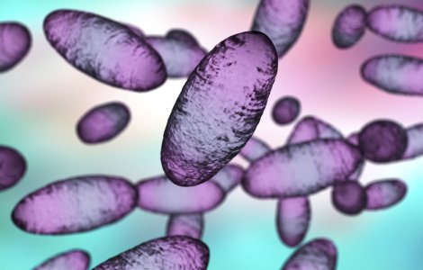 Alertă de ciumă bubonică în China! Ce au recomandat autoritățile locale