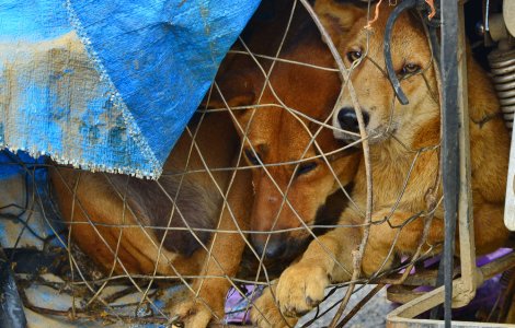 Statul indian Nagaland interzice vânzarea cărnii de câine