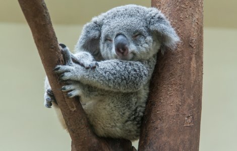 STUDIU Urșii koala, printre cele mai rare animale