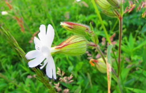 Această plantă a crescut dintr-o sămânță veche de 32 mii de ani