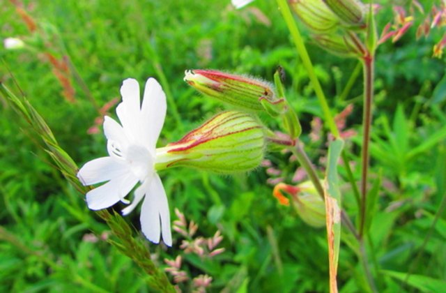 Această plantă a crescut dintr-o sămânță veche de 32 mii de ani
