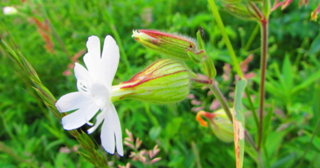 Această plantă a crescut dintr-o sămânță veche de 32 mii de ani
