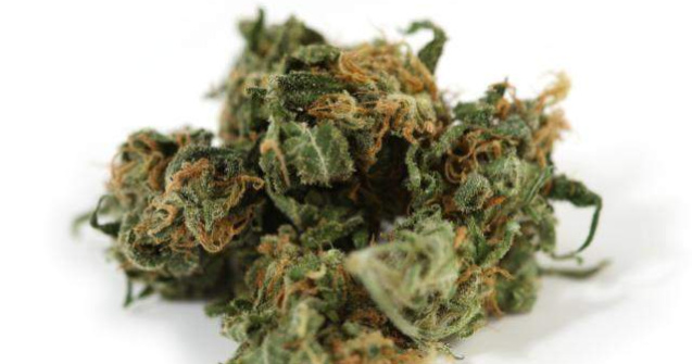 Plantatie de canabis in lanul de porumb