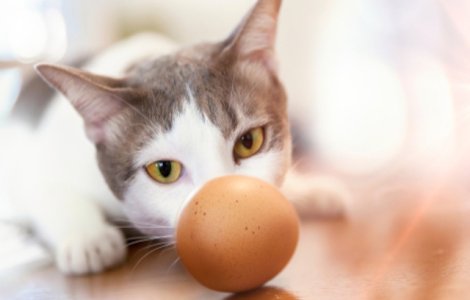 VIDEO Ce se întâmplă atunci când dai un ou unei pisici