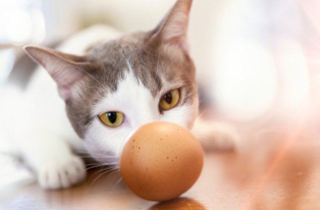 VIDEO Clipul care te va înduioșa. Ce se întâmplă atunci când dai un ou unei pisici