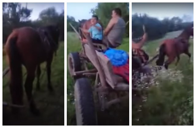 VIDEO Cal chinuit și bătut de stăp&acirc;nul care a vrut să se dea mare pe internet