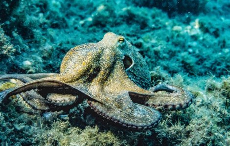 VIDEO Această caracatiță își schimbă culoarea atunci când visează