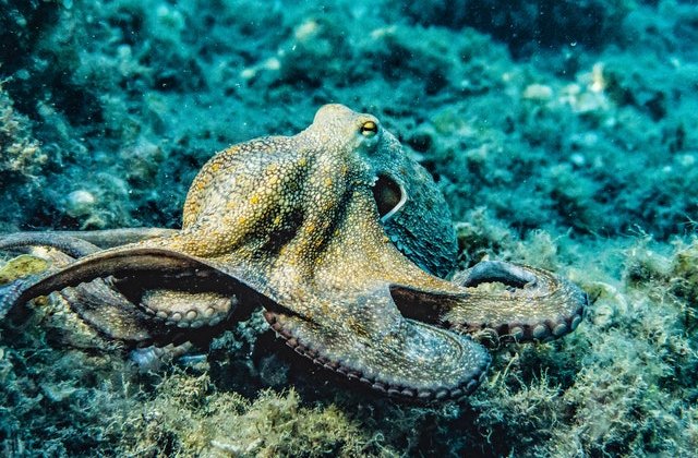 VIDEO Această caracatiță &icirc;și schimbă culoarea atunci c&acirc;nd visează