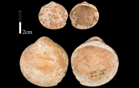 STUDIU Oamenii purtau coliere făcute din scoici în urmă cu peste 120.000 de ani