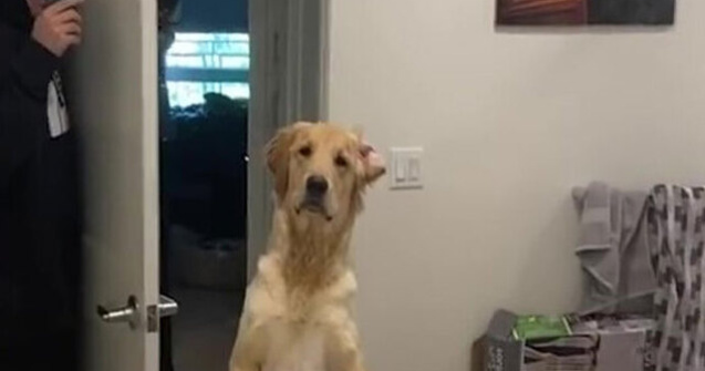 VIDEO Reacția acestuia câine atunci când vede reflexia stăpânului în oglindă