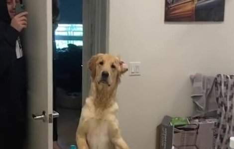 VIDEO Reacția acestuia câine atunci când vede reflexia stăpânului în oglindă