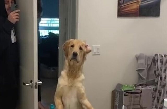 VIDEO Reacția acestuia c&acirc;ine atunci c&acirc;nd vede reflexia stăp&acirc;nului &icirc;n oglindă &icirc;ți va face ziua