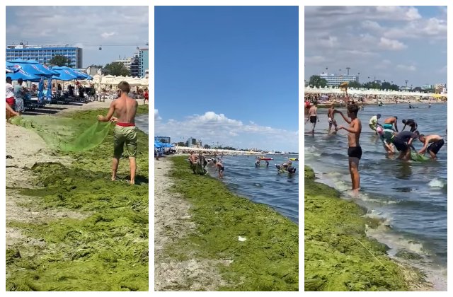VIDEO Țărmul Mării Negre, înecat sub mii de tone de alge. Utilajele nu fac față cantității uriașe
