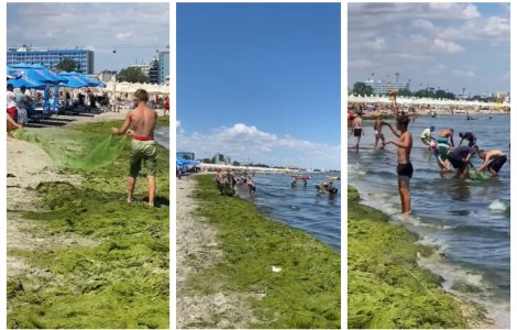 VIDEO Țărmul Mării Negre, înecat sub mii de tone de alge