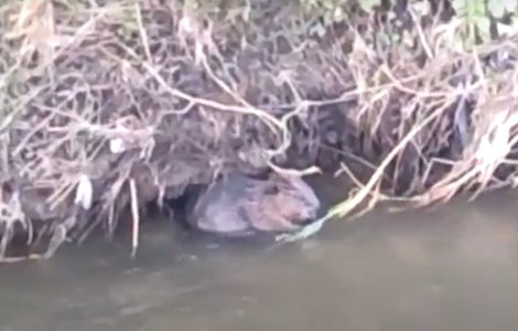 Castor filmat pe un râu din Alba. Specia era considerată dispărută de 200 de ani