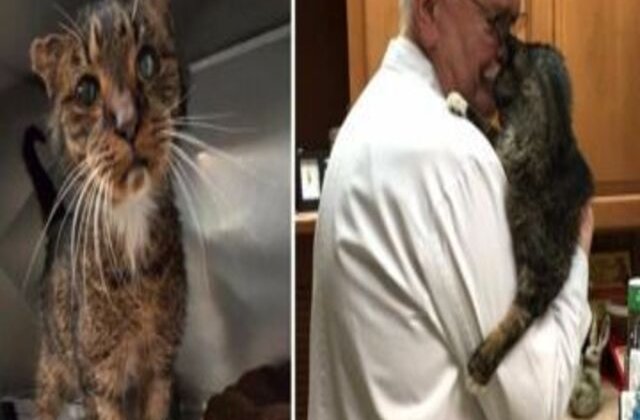 FOTO O pisică de 15 ani este luată în brațe pentru prima dată în foarte mult timp. Reacția ei te va topi