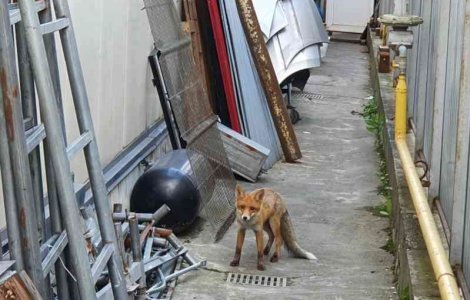 VIDEO O vulpe și-a făcut apariția în curtea unui service auto din Brașov