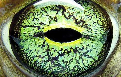 A aparut Enciclopedia Vietii!