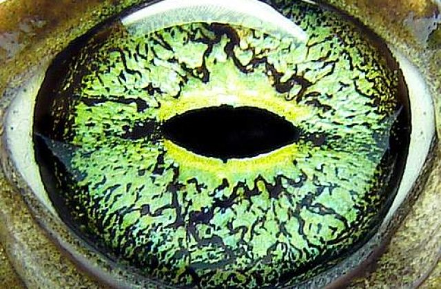 A aparut Enciclopedia Vietii!