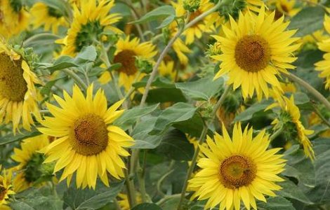 Floarea soarelui cu 19 capete