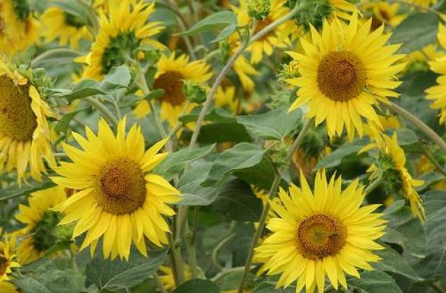 Floarea soarelui cu 19 capete