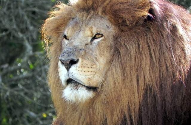 Cei 4 lei si 2 ursi ai lui Nutu Camataru, ridicati de pe proprietatea acestuia